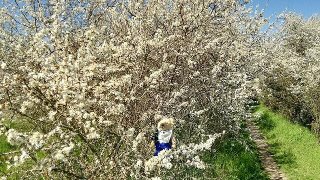 OK da ist er - Mit O`Brain im Sternbruch Nebra - bitte sucht ihn mal,danke ! (19.4.2020)