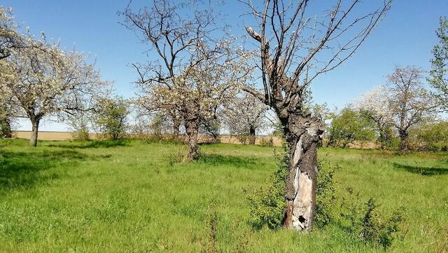 Mit O`Brain im Sternbruch Nebra - bitte sucht ihn mal,danke ! (19.4.2020)
