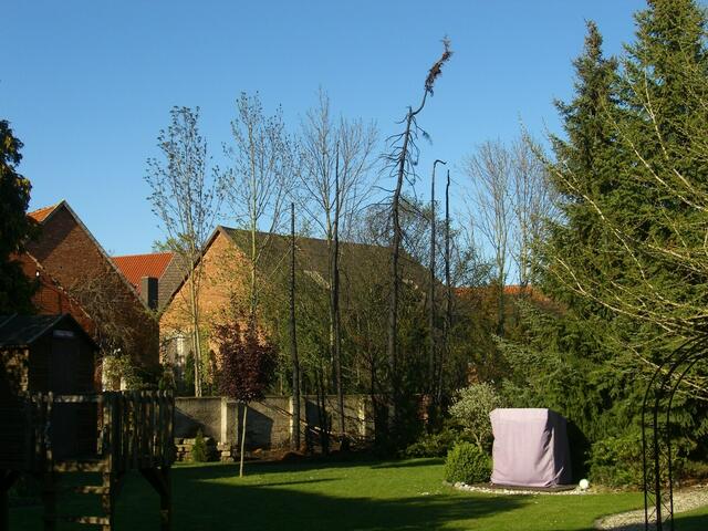 fünf Fichten gerieten aus ungeklärter Ursache in Brand und verursachten Funkenflug