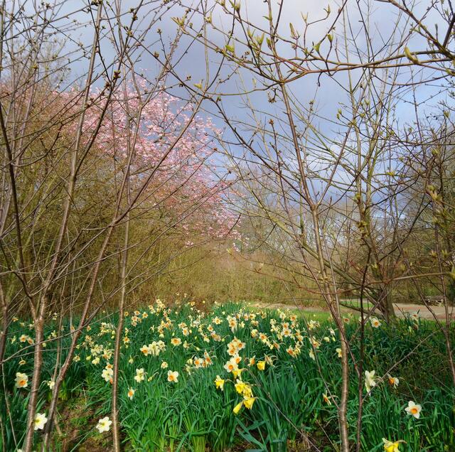 Das Narzissenfeld im Stadtpark ist jedes Jahr eine große Freude.