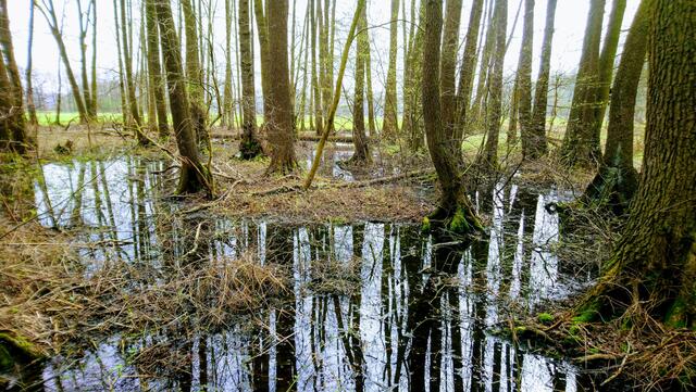 Spiegelungen im Moor