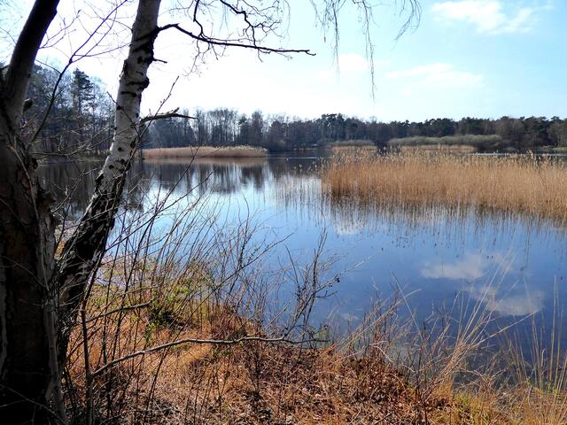 Blick über die neu gestalteten Schilfzonen