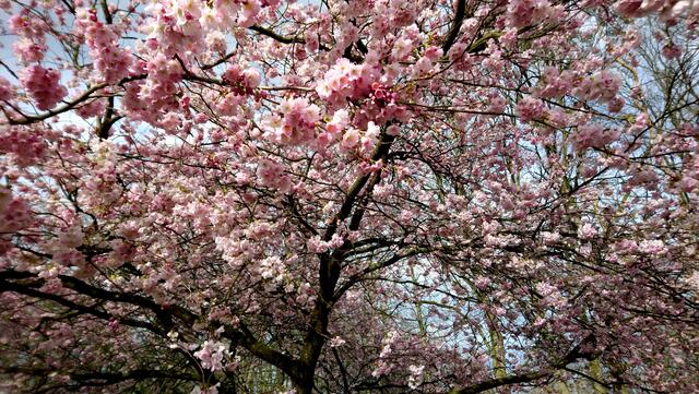 Blick ins rosarote Blütenmeer im Stadtpark Langenhagen