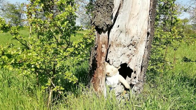 Auflösungsfoto - Mit O`Brain im Sternbruch Nebra - bitte sucht ihn mal,danke ! (19.4.2020)