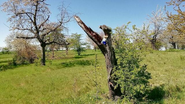 Auflösungsfoto - Mit O`Brain im Sternbruch Nebra - bitte sucht ihn mal,danke ! (19.4.2020)