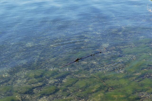 klar das Wasser
