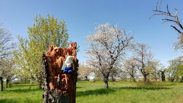 Auflösungsfoto - Mit O`Brain im Sternbruch Nebra - bitte sucht ihn mal,danke ! (19.4.2020)