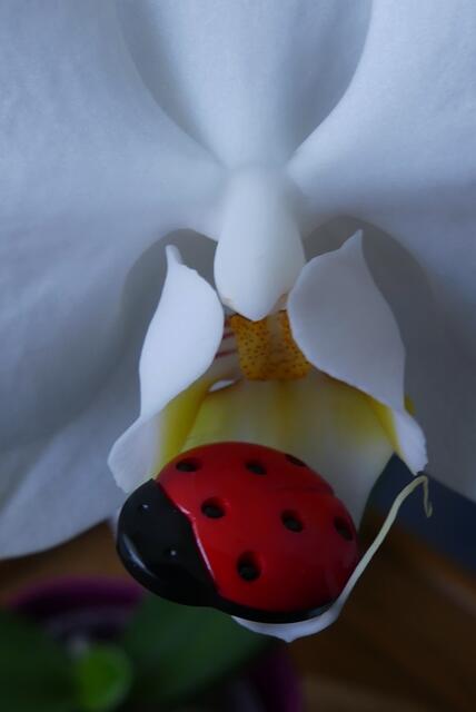 in der Blüte gelandet