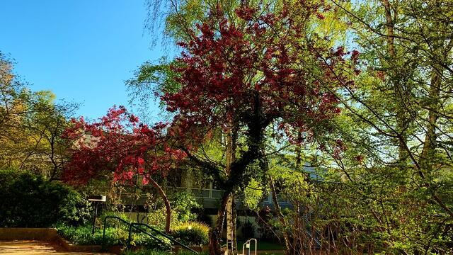 16. April 2020. Ein Zierapfel blüht in unserem Park. GDA Hannover Kleefeld.