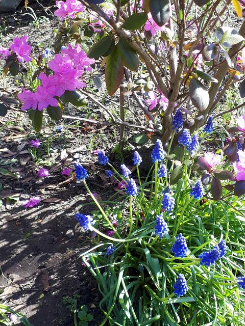 Frühlingsgarten - Ostergarten