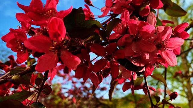 16. April 2020. Ein Zierapfel blüht in unserem Park. GDA Hannover Kleefeld.