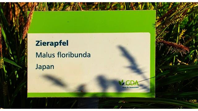 16. April 2020. Ein Zierapfel blüht in unserem Park. GDA Hannover Kleefeld.