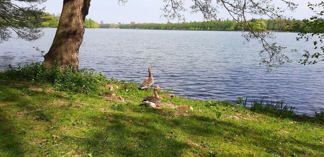 ... still ruht der (Masch) See ...