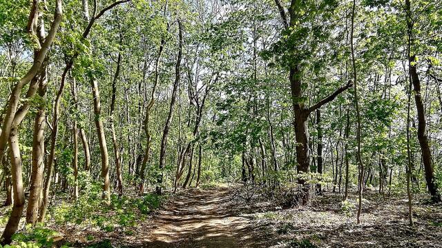 Rundgang durch den Vitzenburger Park am 26.4.2020 !