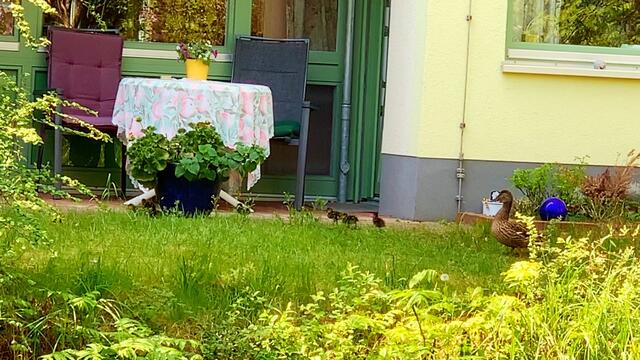 27. April 2020. Soeben haben wir unsere neuen "7 Mitbewohner entdeckt!!