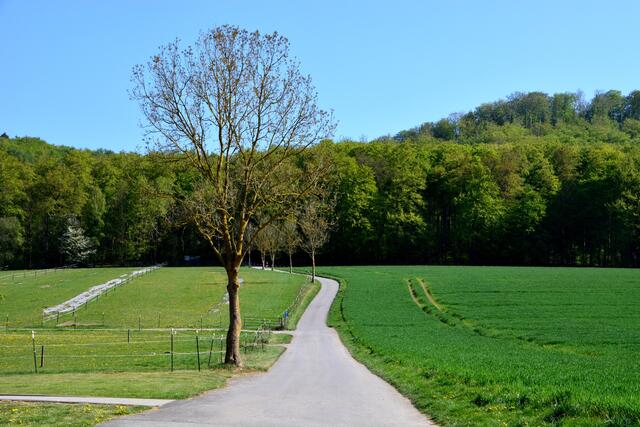 Hinauf in den Wald.