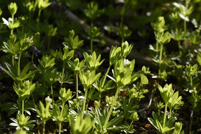 Waldmeister