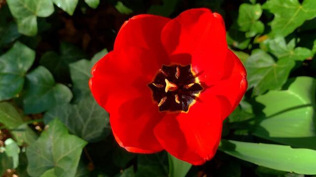 April 2020. In unserem Park im GDA Hannover Kleefeld. Unsere Hasen. Bleibt gesund!