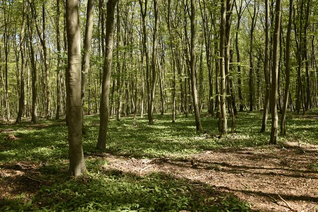 ist der Waldboden mit dem duftenden Grün bedeckt