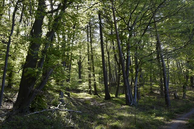 noch erreicht das Sonnenlicht den Waldboden