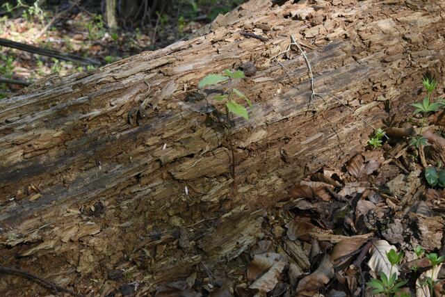 neues Leben aus altem Holz