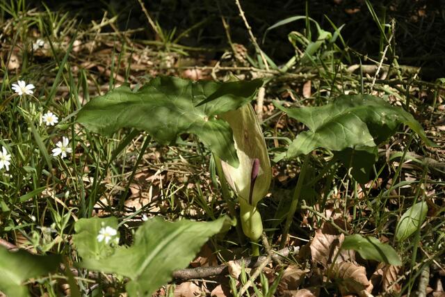 Aronstab - einer der ersten mit Blüte