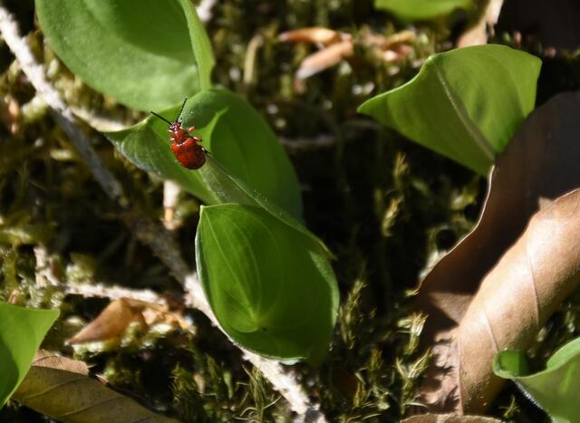Käferchen an Zweiblättriger Schattenblume -  Käferchen hat auch einen Namen:  Maiglöckchenhähnchen - Lilioceris merdigera