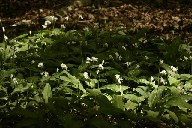die Bärlauch-Blüten öffnen sich allmählich
