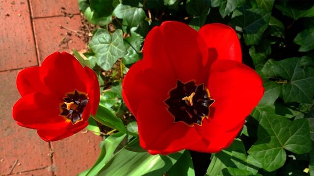 April 2020. In unserem Park im GDA Hannover Kleefeld. Unsere Hasen. Bleibt gesund!