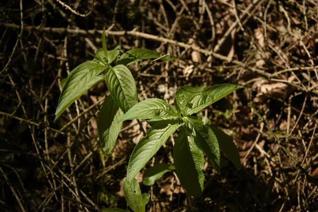 Wald-Bingelkraut (Mercurialis perennis) auch Wildhanf genannt - kannte ich nicht, habe ich vorher noch nie bewusst gesehen - gibt es auf kalkigen Waldböden aber häufig