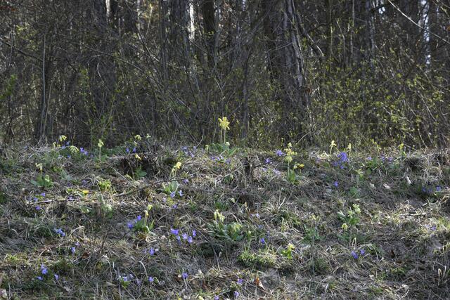Wald-Veilchen und Himmelsschlüsselblumen am sonnenbeschienenen Waldwegesrand