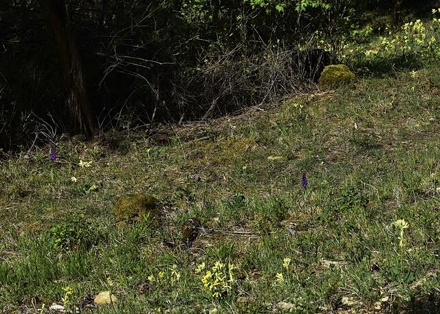 am Abhang die (bisher) ersten beiden Orchideen:  Großes Mannsknabenkraut