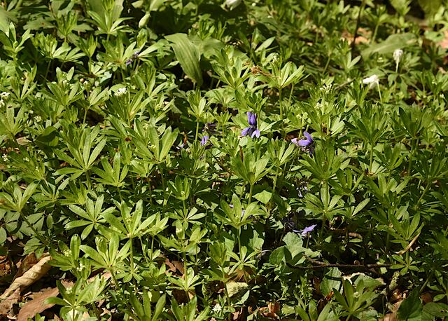 Waldmeister an Wald-Veilchen