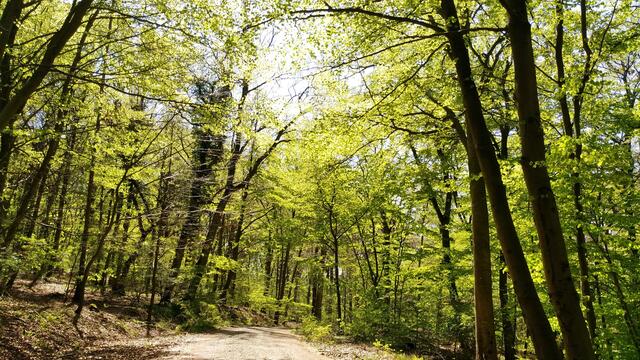 abwärts gehts zum Parkplatz an der Steiger-Hütte