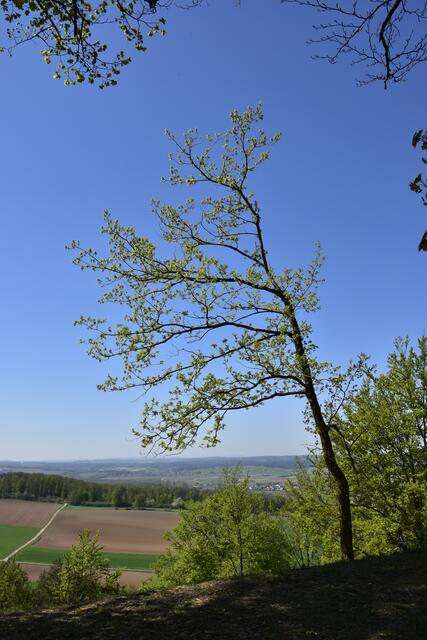 der AusRuheplatz -  hier laden zwei Bänke ein, zum verweilen und den Blick dabei in die Weite des Waldecker Land schweifen zu lassen