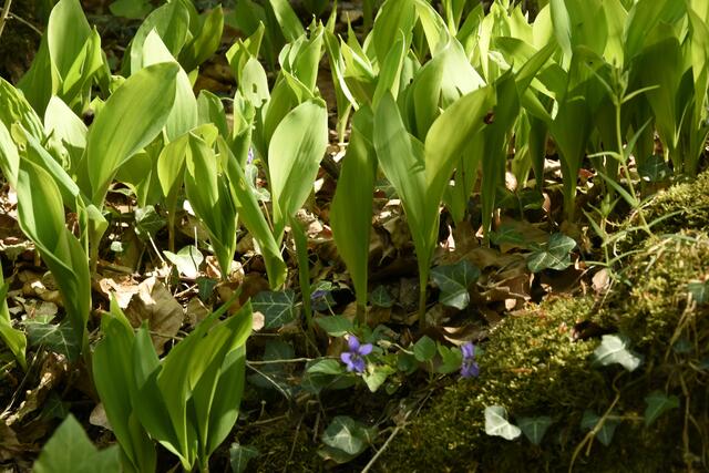 Maiglöckchen, noch keine Blüten zu sehen
