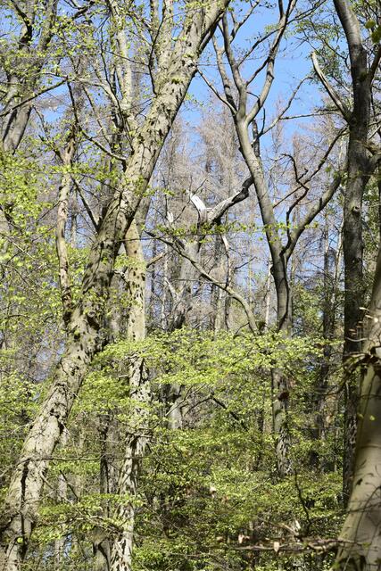 lichter Buchenwald, auch  mit Totholz-Baumbestand
