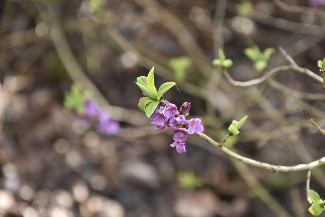 Echter Seidelbast (Daphne mezereum) - giftig