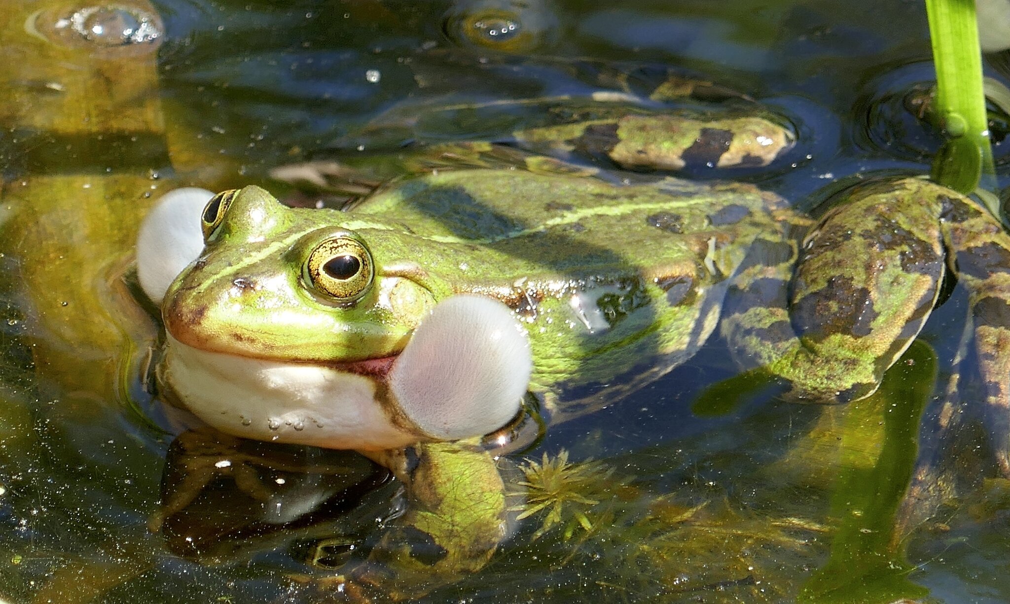Gruga April 2020 Teil 2 Essen