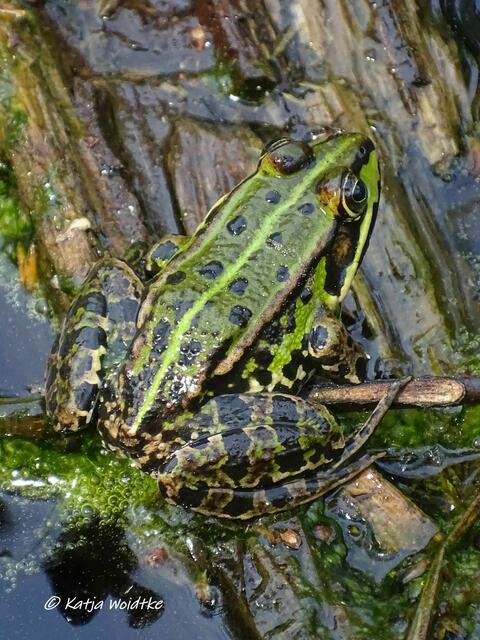 Teichfrosch - unterwegs auf dem Moor-Erlebnispfad Resse (Foto: Katja Woidtke)