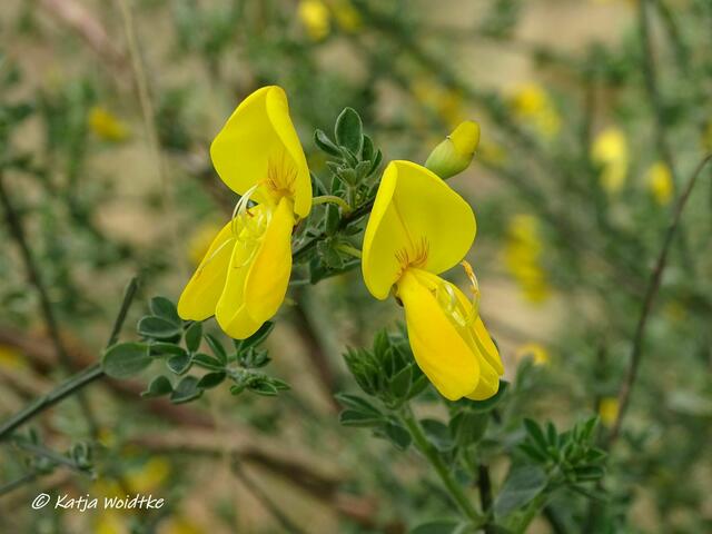 Besenginster (Cytisus scoparius) - unterwegs auf dem Moor-Erlebnispfad Resse (Foto: Katja Woidtke)