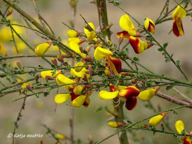 Besenginster (Cytisus scoparius) - unterwegs auf dem Moor-Erlebnispfad Resse (Foto: Katja Woidtke)