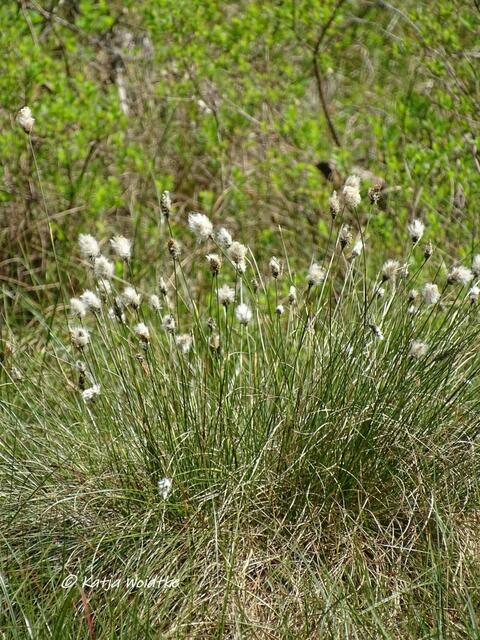 Wollgras (Eriophorum) - unterwegs auf dem Moor-Erlebnispfad Resse (Foto: Katja Woidtke)