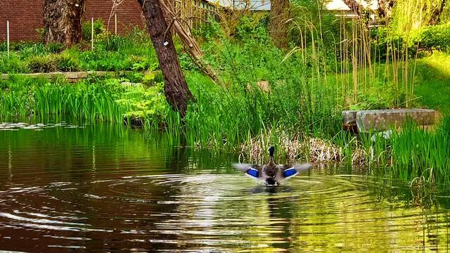 April 2020. Im Park des GDA Wohnstift Hannover am Teich.