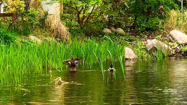 April 2020. Im Park des GDA Wohnstift Hannover am Teich.