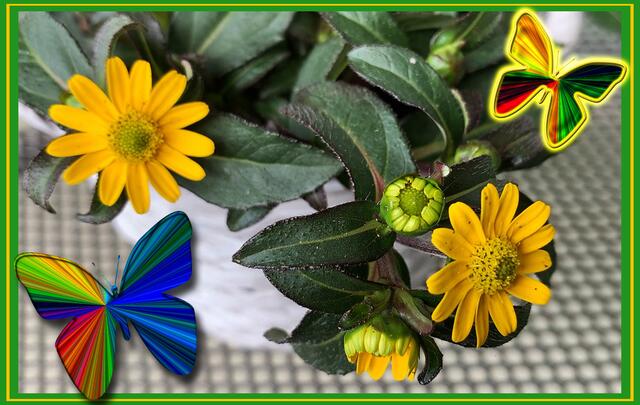 1. Mai 2020. Tanz in den Mai 2020. GDA Hannover Kleefeld. Bleibt gesund!