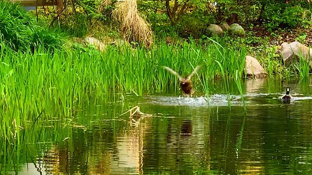 April 2020. Im Park des GDA Wohnstift Hannover am Teich.