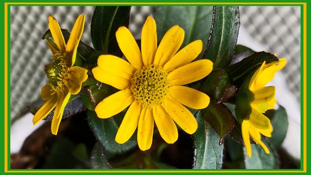 1. Mai 2020. Tanz in den Mai 2020. GDA Hannover Kleefeld. Bleibt gesund!