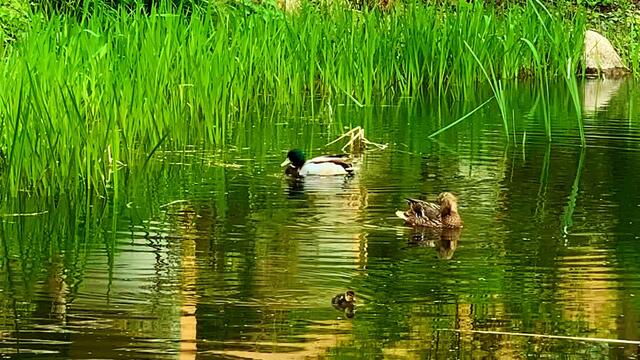 April 2020. Im Park des GDA Wohnstift Hannover am Teich.