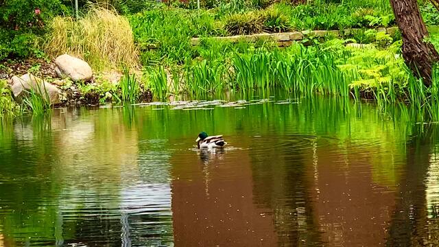 April 2020. Im Park des GDA Wohnstift Hannover am Teich.